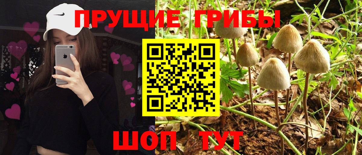 Псилоцибиновые грибы Psilocybe  Вход с VPN  Ангарск 